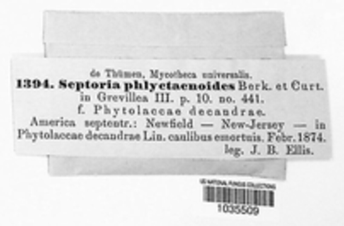 Phomopsis phlyctaenoides image